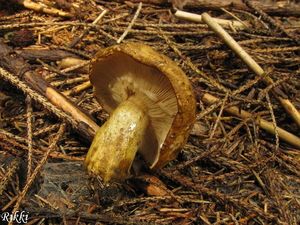 Klikni pro velký obrázek