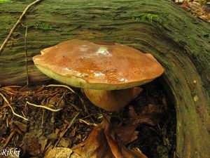 Klikni pro velký obrázek