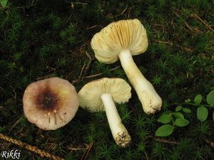 Klikni pro velký obrázek