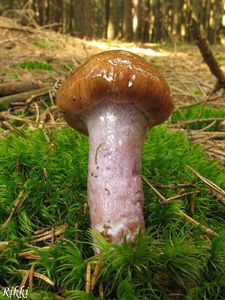 Klikni pro velký obrázek