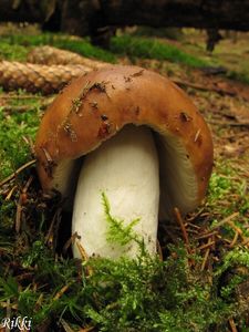 Klikni pro velký obrázek