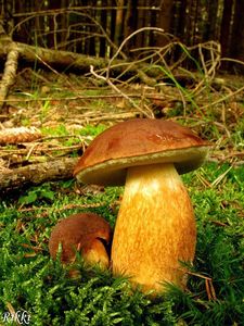 Klikni pro velký obrázek