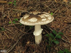 Klikni pro velký obrázek