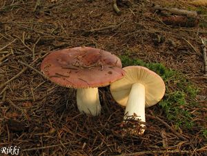 Klikni pro velký obrázek