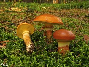 Klikni pro velký obrázek