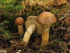 Klikni pro velký obrázek