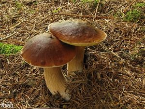 Klikni pro velký obrázek