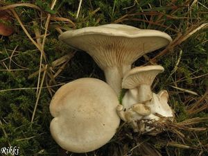 Klikni pro velký obrázek