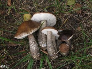 Klikni pro velký obrázek