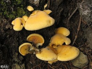 Klikni pro velký obrázek