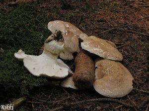 Klikni pro velký obrázek