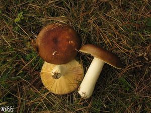 Klikni pro velký obrázek