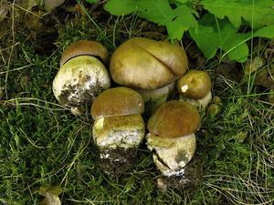 Klikni pro velký obrázek