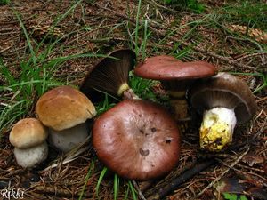 Klikni pro velký obrázek