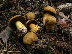 Klikni pro velký obrázek