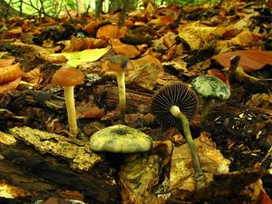 Klikni pro velký obrázek