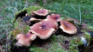 Klikni pro velký obrázek