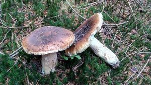 Klikni pro velký obrázek