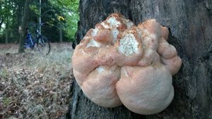 Klikni pro velký obrázek