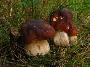 Klikni pro velký obrázek