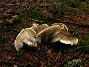 Klikni pro velký obrázek