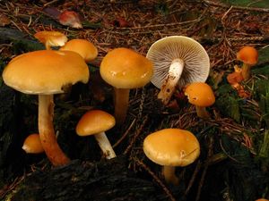 Klikni pro velký obrázek