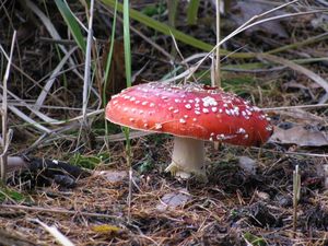 Klikni pro velký obrázek