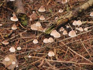 Klikni pro velký obrázek