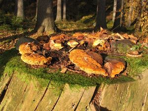 Klikni pro velký obrázek