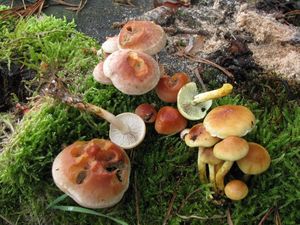 Klikni pro velký obrázek