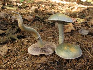 Klikni pro velký obrázek