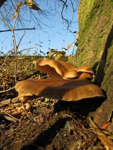 Klikni pro velký obrázek