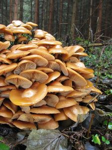 Klikni pro velký obrázek