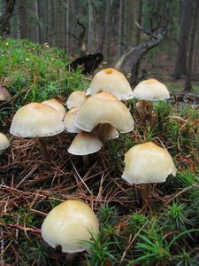 Klikni pro velký obrázek