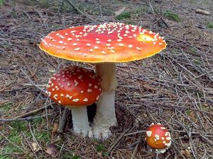 Klikni pro velký obrázek