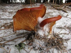 Klikni pro velký obrázek