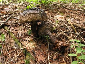 Klikni pro velký obrázek