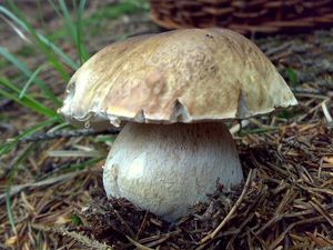 Klikni pro velký obrázek