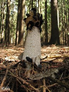 Klikni pro velký obrázek