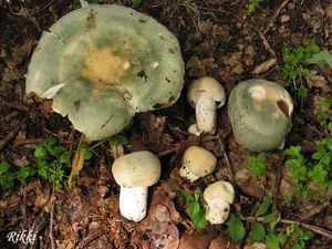 Klikni pro velký obrázek