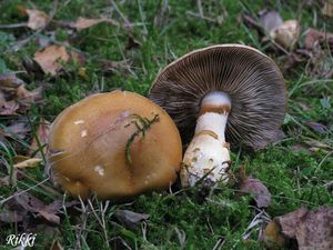 Klikni pro velký obrázek