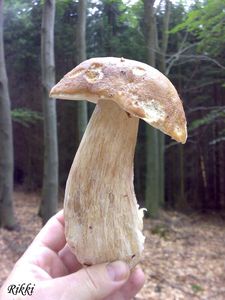 Klikni pro velký obrázek