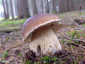 Klikni pro velký obrázek