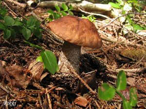 Klikni pro velký obrázek