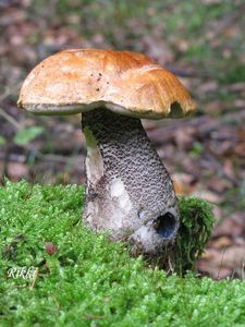 Klikni pro velký obrázek