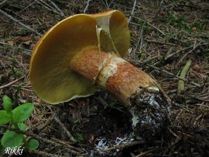 Klikni pro velký obrázek