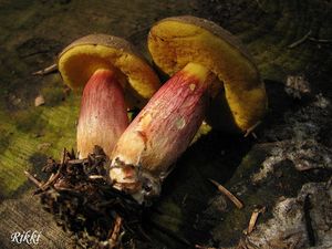 Klikni pro velký obrázek