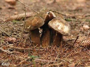 Klikni pro velký obrázek