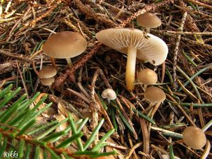 Klikni pro velký obrázek