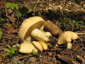 Klikni pro velký obrázek